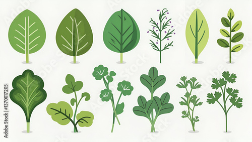 collection of organic green herbs and spices, featuring arugula, basil, dill, cilantro, parsley, and tarragon, in a flat farm-fresh illustration.