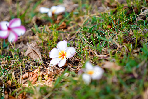 Beautiful white flowers with yellow centers are scattered green grass, creating serene and peaceful atmosphere nature. vibrant colors contrast with earthy tones, evoking sense of tranquility