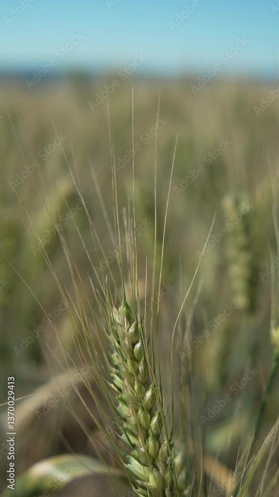 Close-up of Wheat Stalks in a Field Close-up of Wheat Stalks in a Field