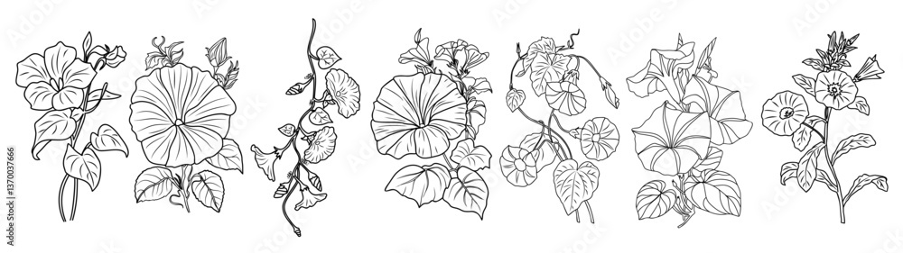 Set of Morning Glory line art drawings. September birth month flower Petunia. Hand drawn monochrome black ink outline vector illustrations isolated on white background for tattoo, logo, wall art Set of Morning Glory line art drawings. September birth month flower Petunia. Hand drawn monochrome black ink outline vector illustrations isolated on white background for tattoo, logo, wall art