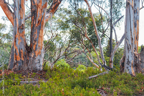 eucalyptus trees with coloured vibrant bark in australian bushland
