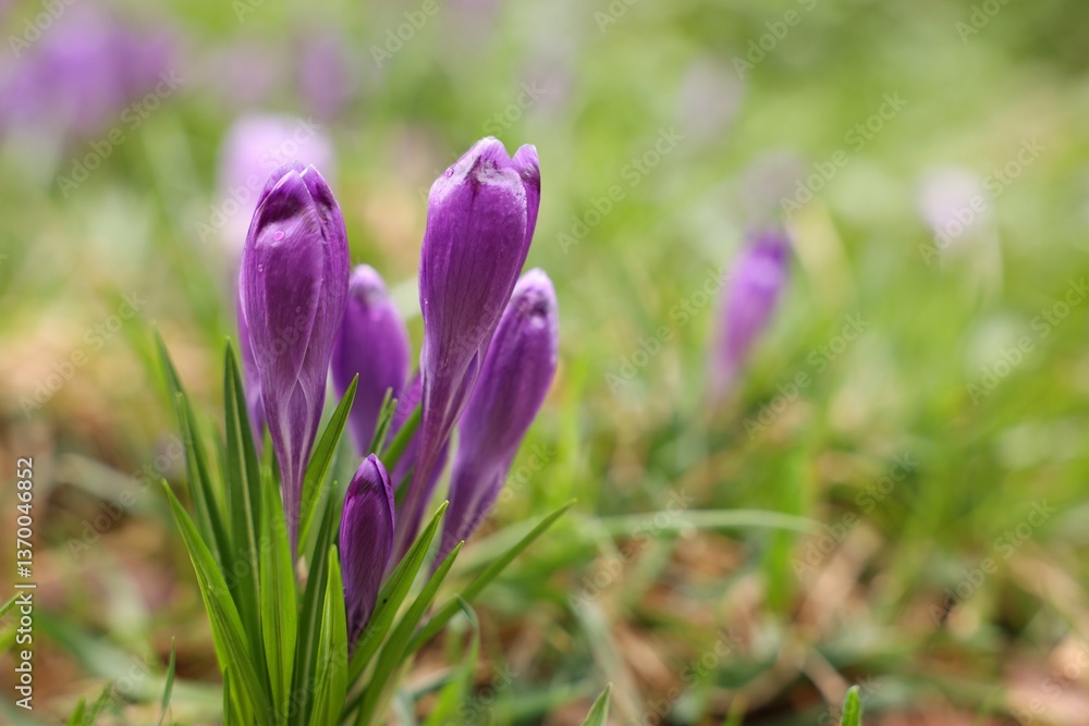 Beautiful flowers and grass growing outdoors, closeup. Space for text Beautiful flowers and grass growing outdoors, closeup. Space for text