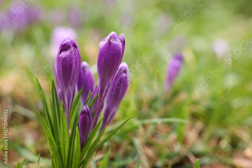 Beautiful flowers and grass growing outdoors, closeup. Space for text