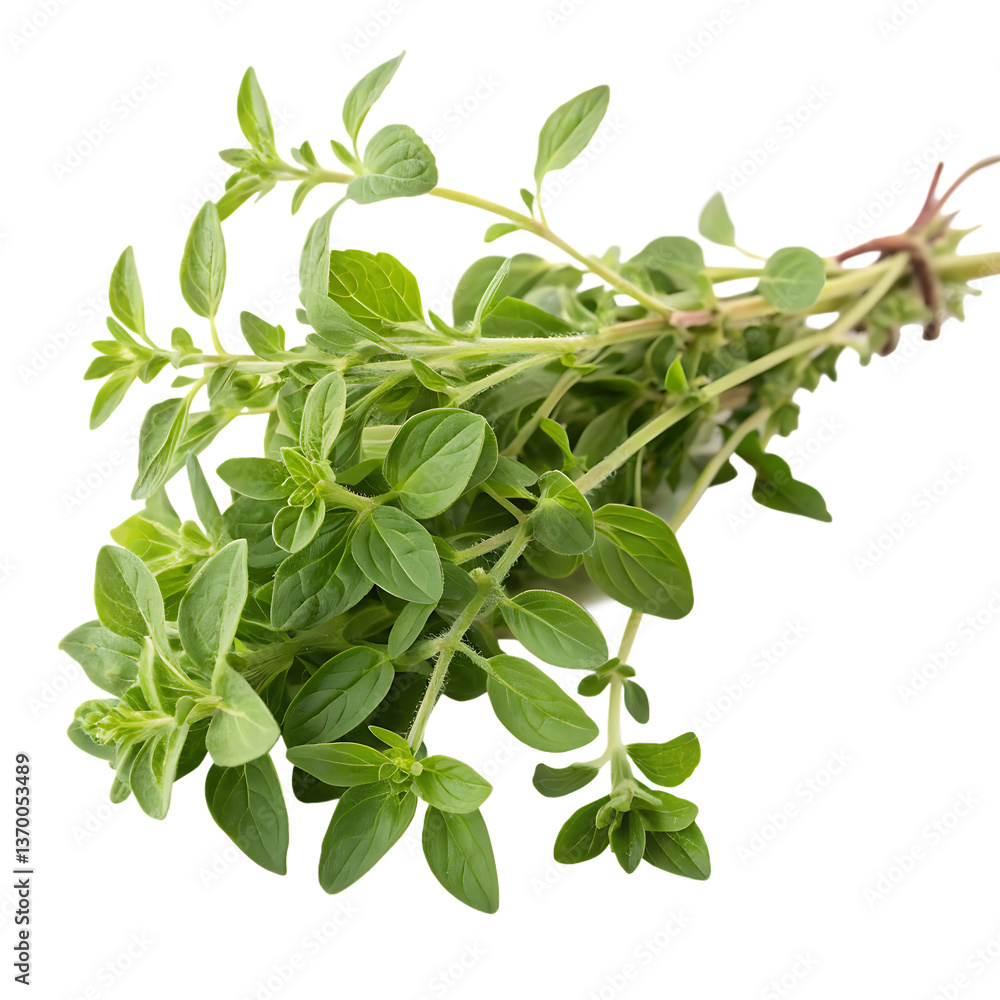Oregano isolated Oregano isolated