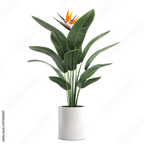 Houseplant bird of paradise no background