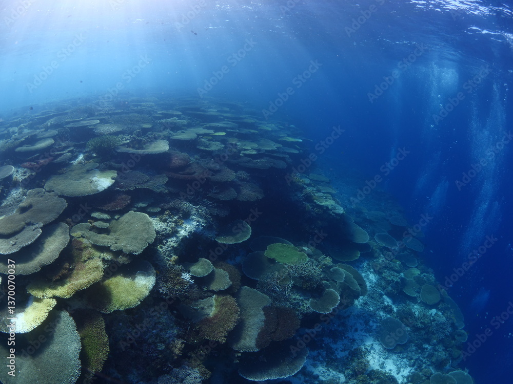 Obraz premium coral scenery underwater philippines tropical ocean floor