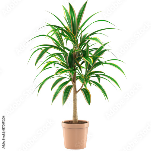 Houseplant dracaena no background