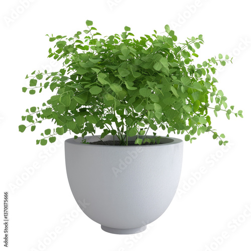 Houseplant maidenhair fern no background