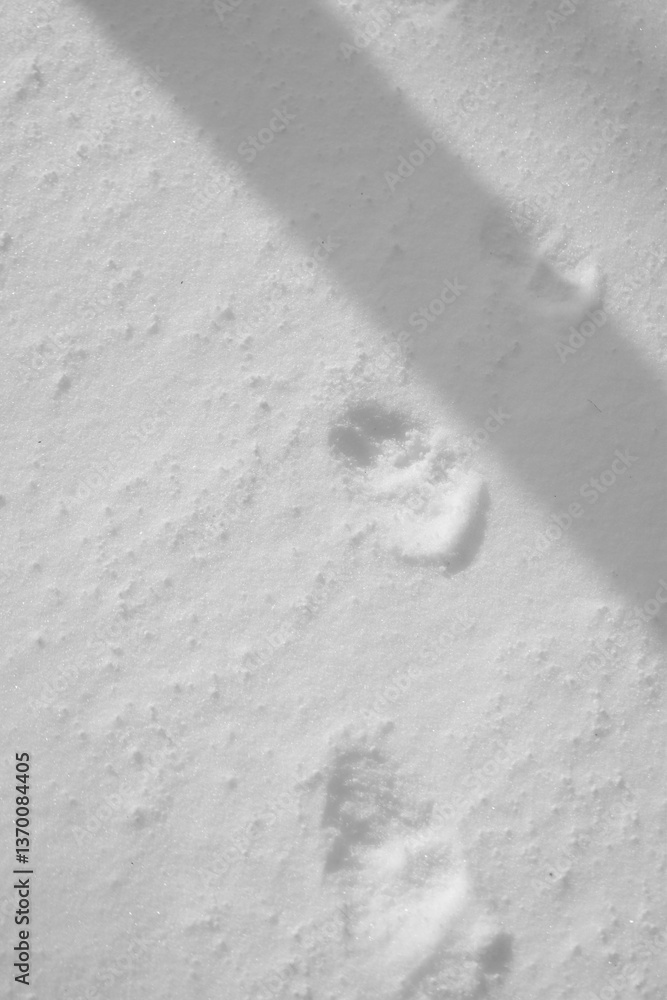 Mont Singer 28 Mars 2025 - N&B
