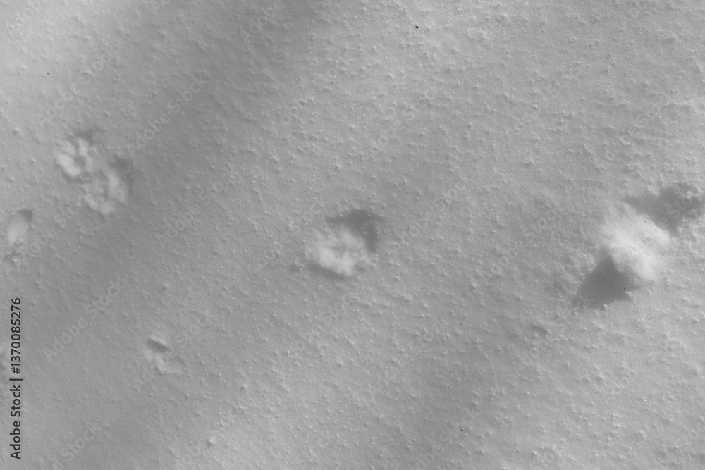 Mont Singer 28 Mars 2025 - N&B