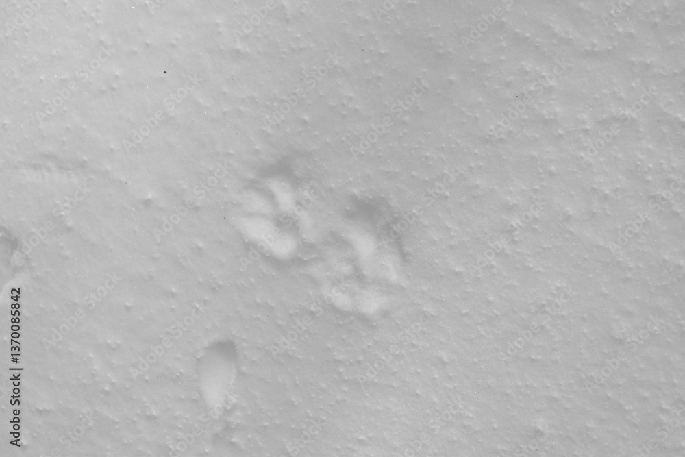 Mont Singer 28 Mars 2025 - N&B
