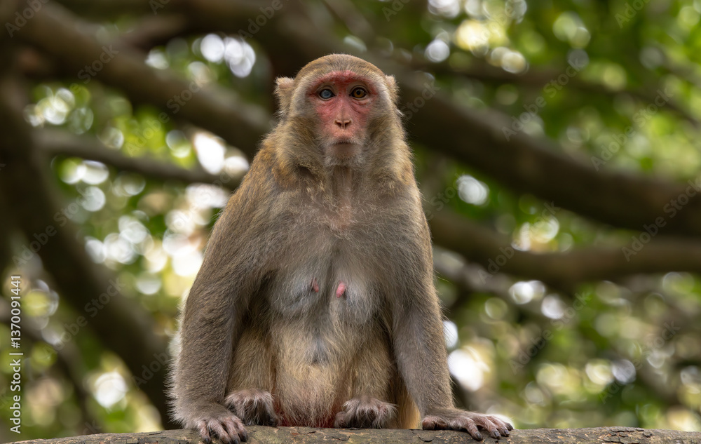 Macaques in nature. Macaques constitute a genus (Macaca) of gregarious monkeys. Macaques in nature. Macaques constitute a genus (Macaca) of gregarious monkeys.