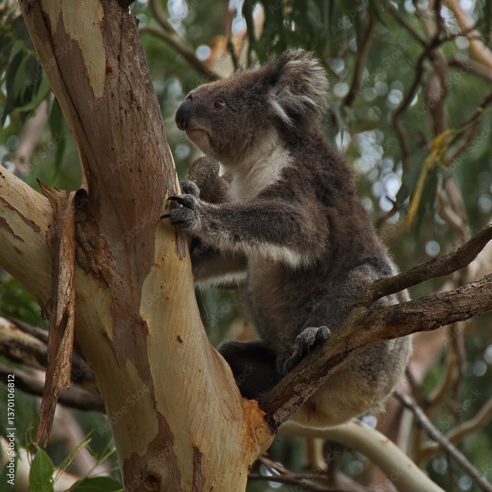 Obraz premium Koala at the Koala Track at Kennett River, Victoria, Australia 