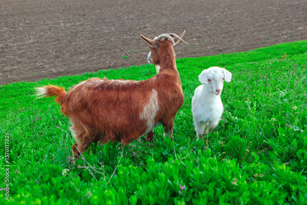 Mother goat and her young one stand amidst lush green grass. Two goats standing in vibrant green field, with freshly plowed brown field stretching behind them. One goat is white, while other is brown