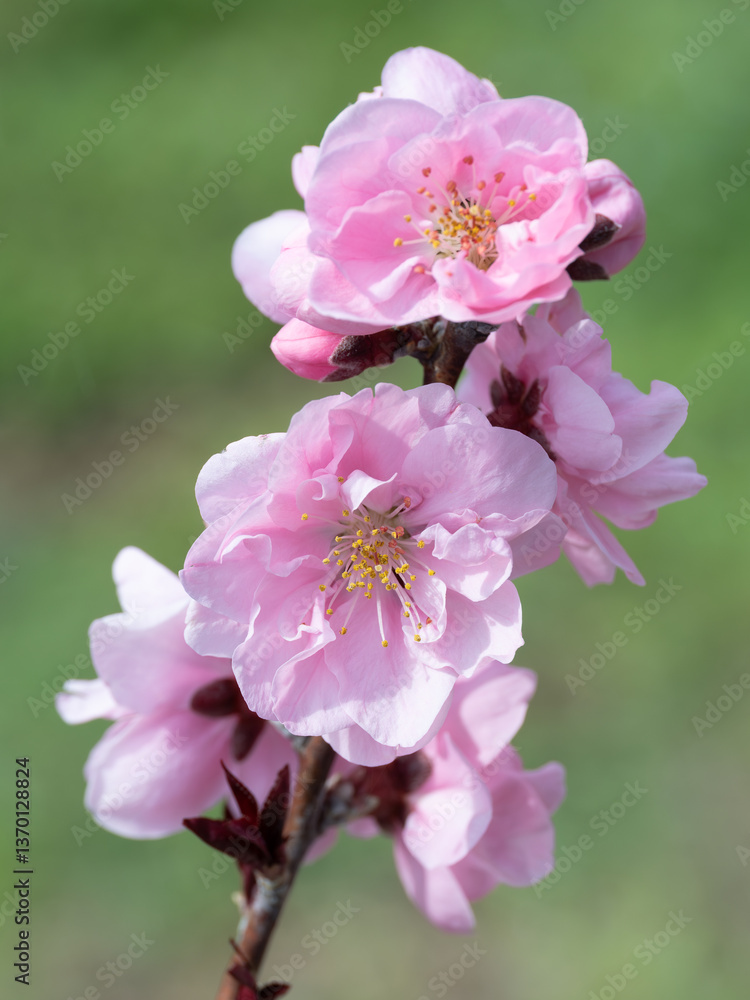 Obraz premium 美しいピンクの花桃