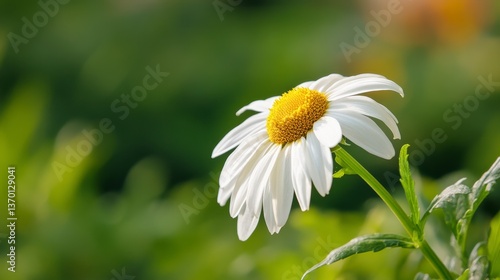 Daisy in Sunshine: a close-up captures the exquisite beauty of a pristine daisy basks in the warm embrace of sunlight. Showcasing its delicate petals and vibrant yellow center.