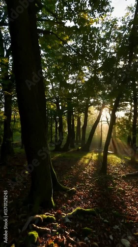 Sunlight streaming through forest trees at sunrise creating serene natural atmosphere