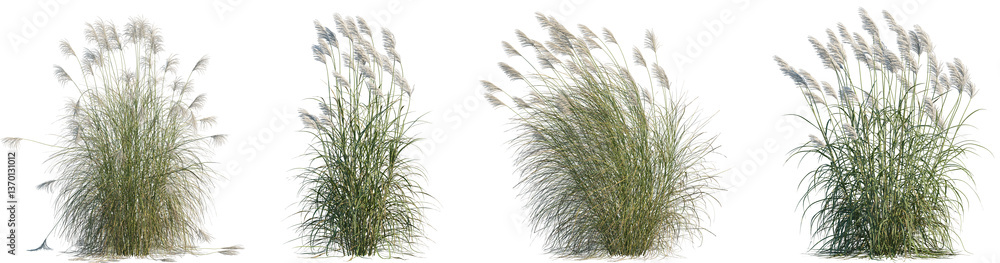 Fototapeta premium Set of Miscanthus sinensis Gracillimus and Miscanthus sacchariflorus isolated frontal png on a transparent background perfectly cutout