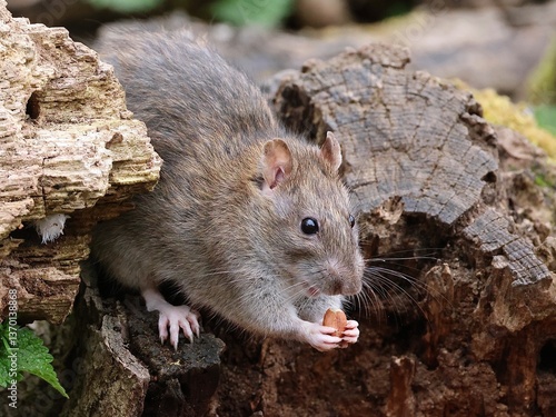 Common rat