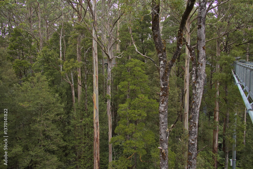 Fototapeta premium Treetop Walk in Great Otway National Park at Great Ocean Road