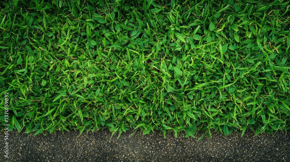 Close-Up View of Lush Green Grass with a Textured Pathway Border in Natural Light, Ideal for Nature and Landscape Photography Projects Close-Up View of Lush Green Grass with a Textured Pathway Border in Natural Light, Ideal for Nature and Landscape Photography Projects