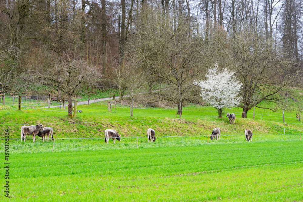 Fototapeta premium Group of bulls of breed Rätisches Grauvieh grazing on meadow on a cloudy spring afternoon. Photo taken March 27th, 2025, Zurich Schwamendingen, Switzerland.