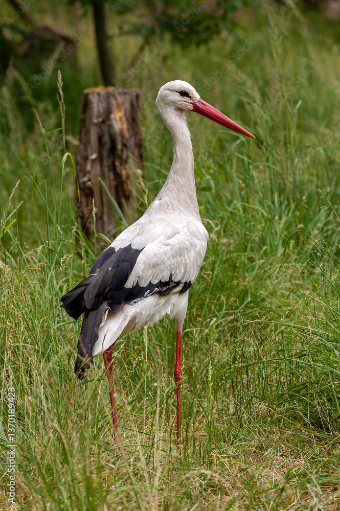 Fototapeta premium Weißstorch steht auf dem Boden im Gras