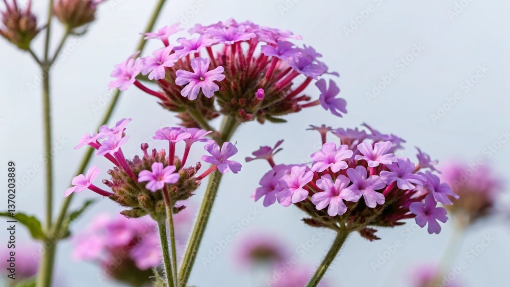 Fototapeta premium Verbena Flowers Isolated On Backgrounds