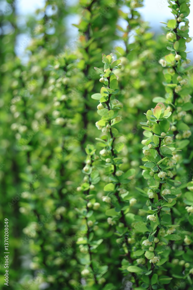 green fern leaves green fern leaves