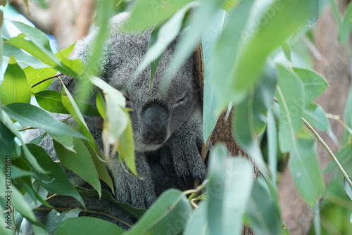 koala sleeping in a tree