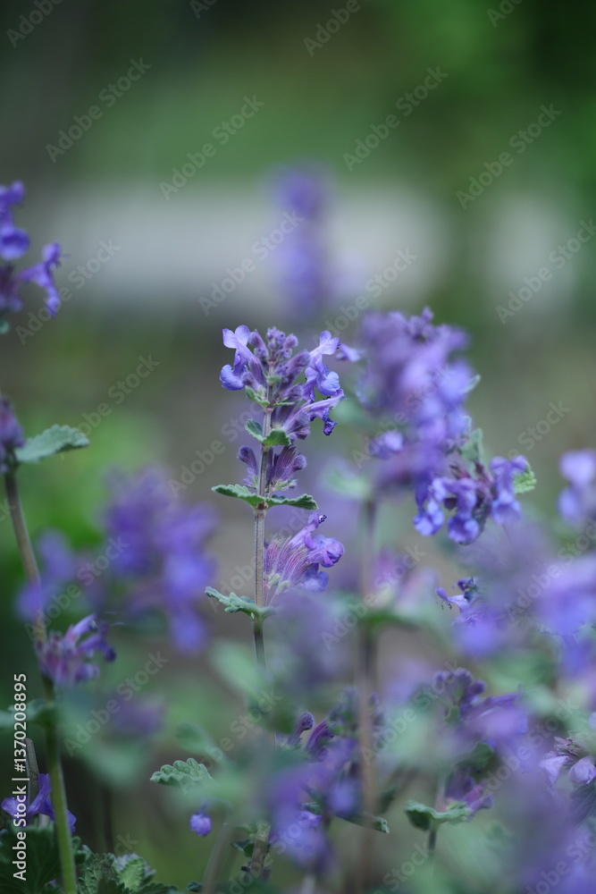Fototapeta premium lavender in the garden
