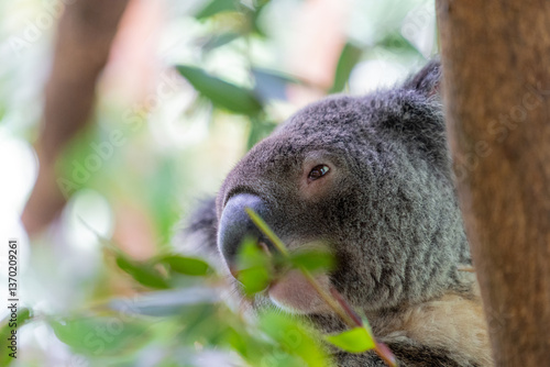 koala in a tree