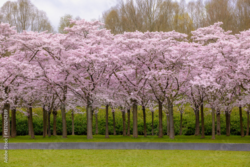 Photography Cherry Blossom full bloom on the trees with green grass meadow, Beautiful white