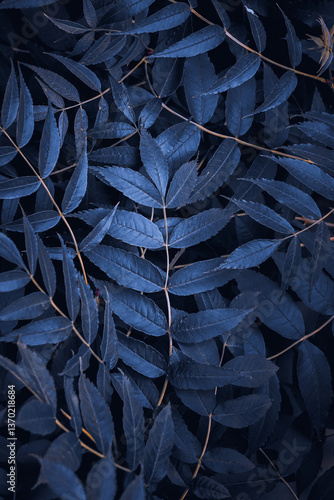 blue plant leaves in the nature in winter season, blue background