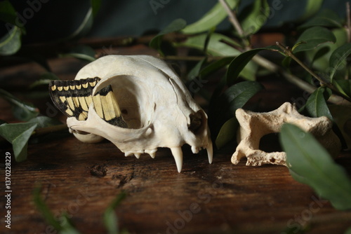 Still life with animal bones, skull and butterfly wing