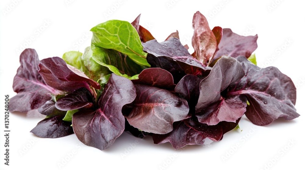 Fresh Mixed Greens Isolated on White Background Fresh Mixed Greens Isolated on White Background