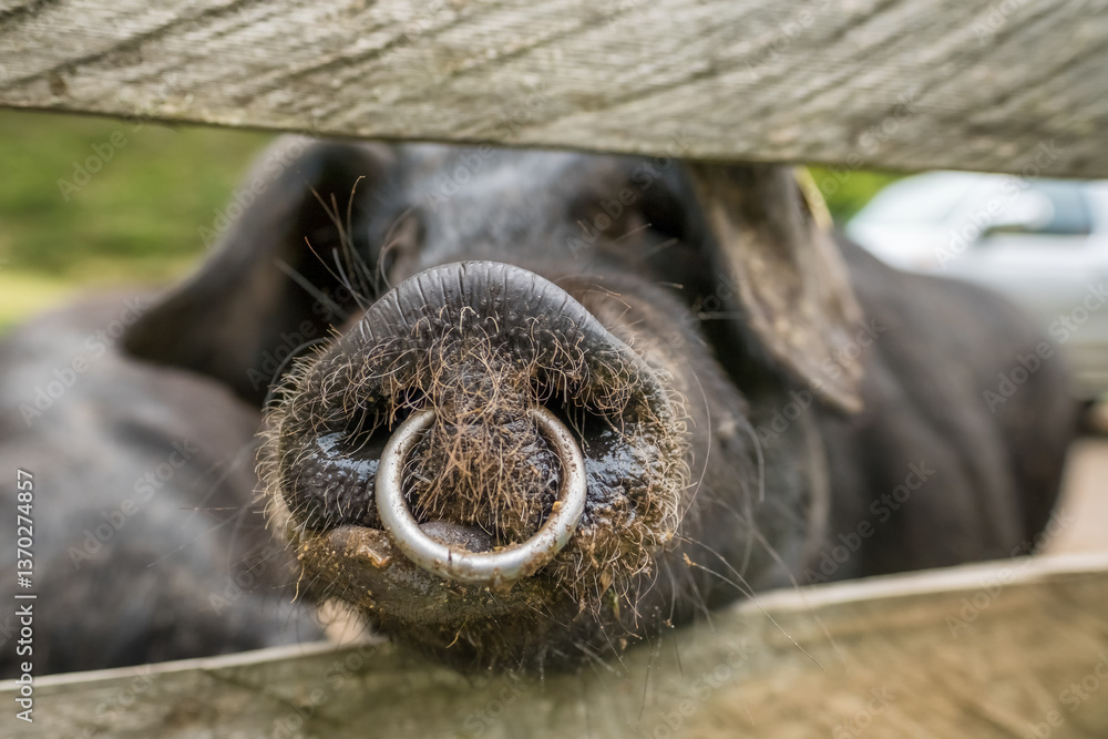 Black Iberian pigs on a farm in the Spanish Pyrenees mountains.