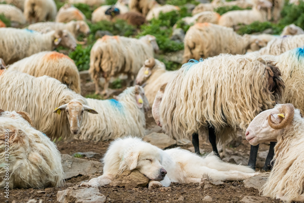 Anatloian Shepherd dog sleep among sheep
