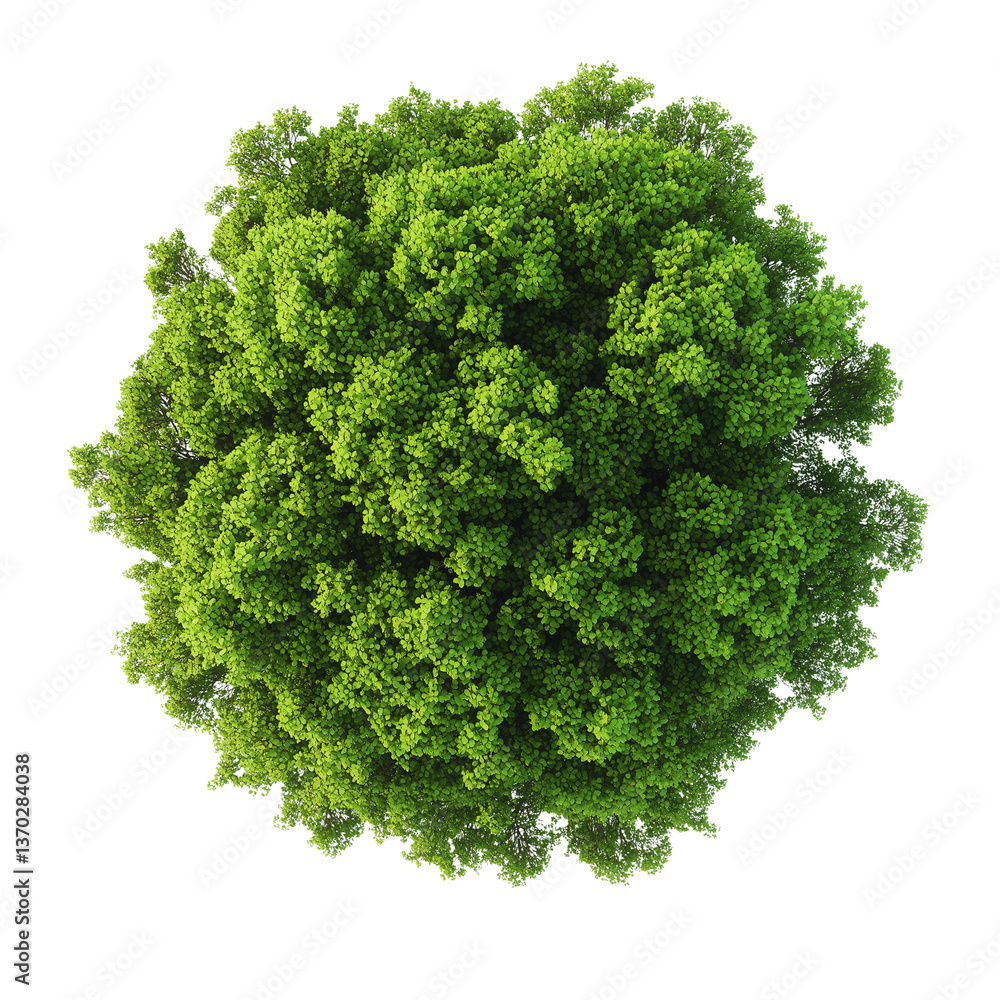 Obraz premium Lush Green Treetop View Aerial Photography of Foliage, Nature Design, isolated on transparent Background