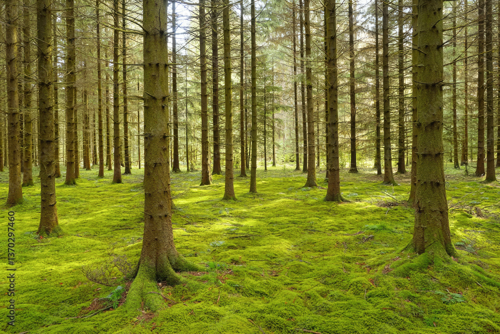 Lush green moss-covered forest with tall pine trees in sunlit natural landscape Lush green moss-covered forest with tall pine trees in sunlit natural landscape