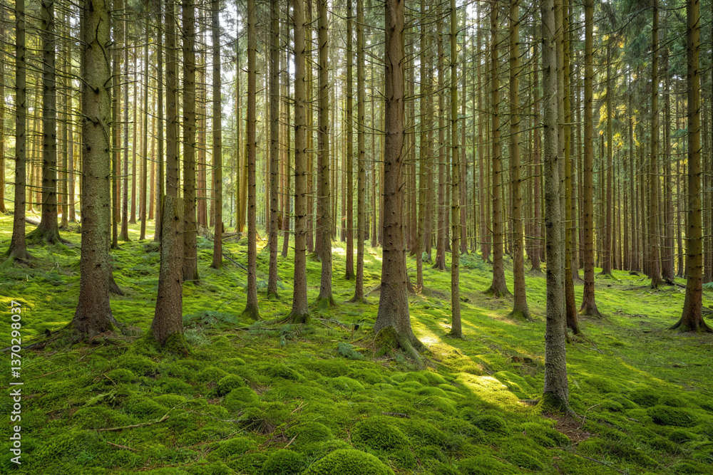 Fototapeta premium Serene forest with tall trees and lush green moss in sunlight