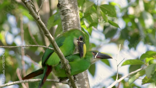A couple of exotic white-throated toucanets mating on a alder tree branch early in the morning, in a forest in the eastern Andean mountains of central Colombia.