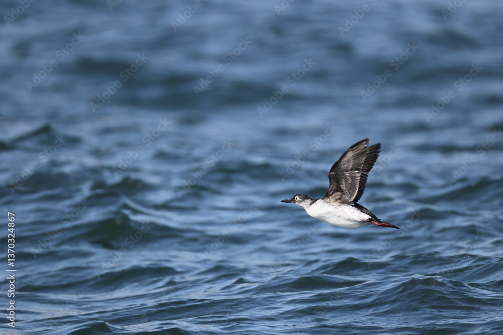The spectacled guillemot or sooty guillemot (Cepphus carbo) is a seabird in the auk family. This photo was taken in Hokkaido, Japan. The spectacled guillemot or sooty guillemot (Cepphus carbo) is a seabird in the auk family. This photo was taken in Hokkaido, Japan.