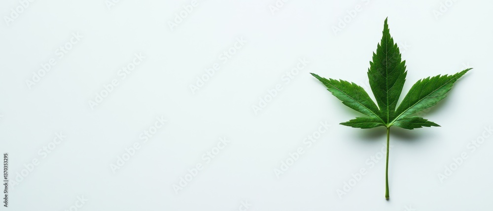 Obraz premium Fresh green leaf on a clean white background emphasizing nature's beauty
