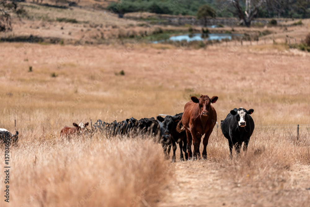 Fototapeta premium beautiful cattle in Australia eating grass, grazing on pasture. Herd of cows free range beef being regenerative raised on an agricultural farm. Sustainable farming