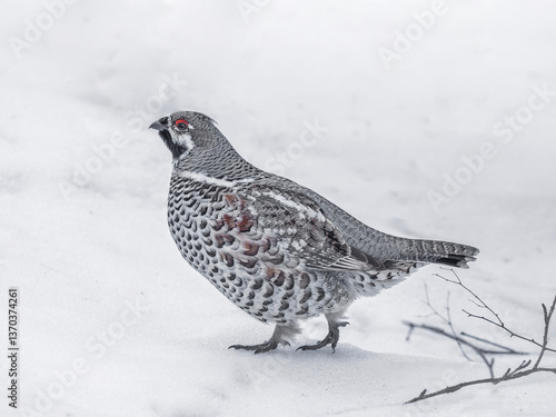 Male hazel grouse perching on snow in winter forest, close-up