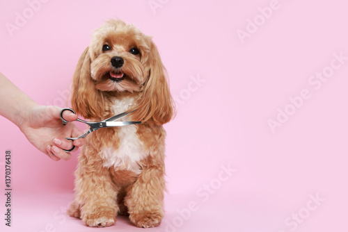 Pet grooming. Woman with scissors and cute dog on pink background, closeup. Space for text