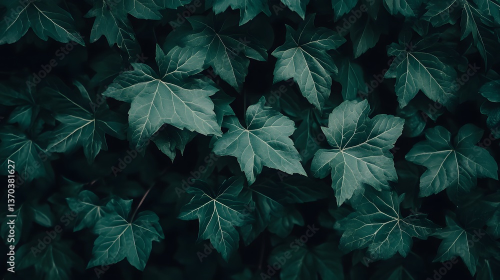 Fototapeta premium Deep Green Lush Ivy Leaves Background Texture