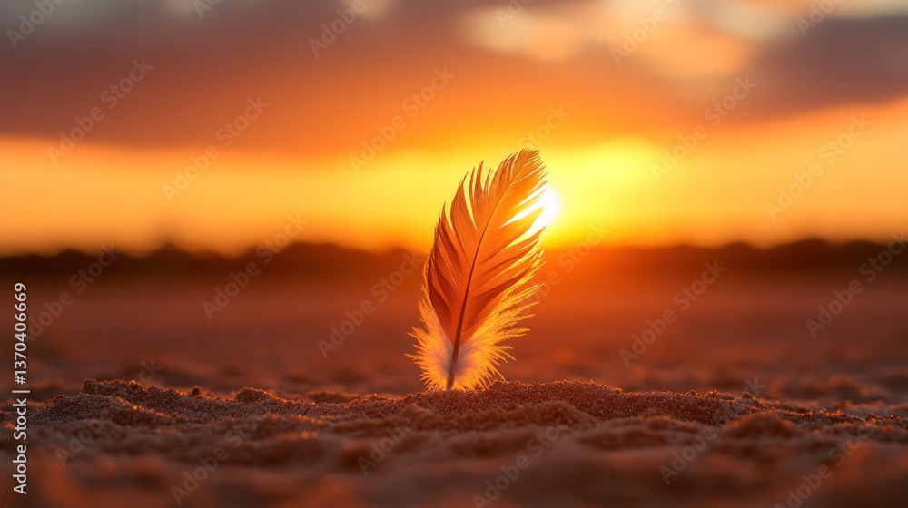 Feather in golden sunset on sand Feather in golden sunset on sand