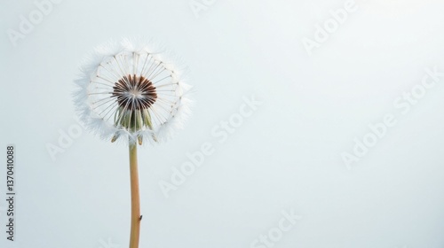 Wallpaper Mural A delicate dandelion seed head, poised against a pale backdrop, symbolizes the ephemeral beauty of nature's fleeting moments and the promise of new beginnings. Torontodigital.ca